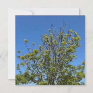 Cartão Árvore Alta De Cinza Na Linda Foto Do Céu Azul