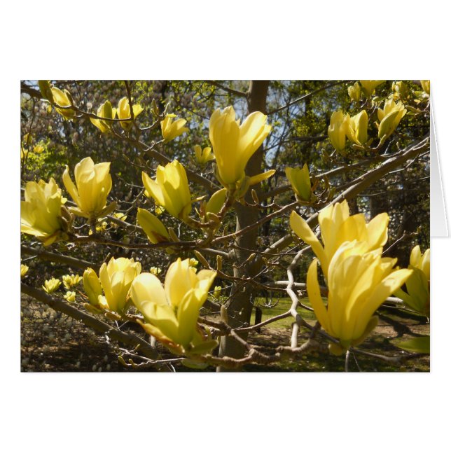 Cartão Árvore Amarela Magnolia (Frente Horizontal)