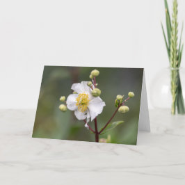 Cartão Árvore Anemone