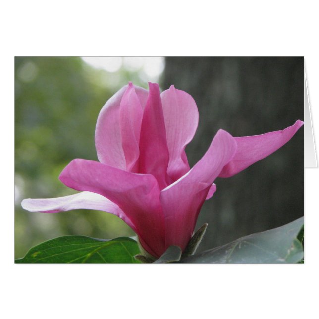 Cartão Árvore Blooming (Frente Horizontal)