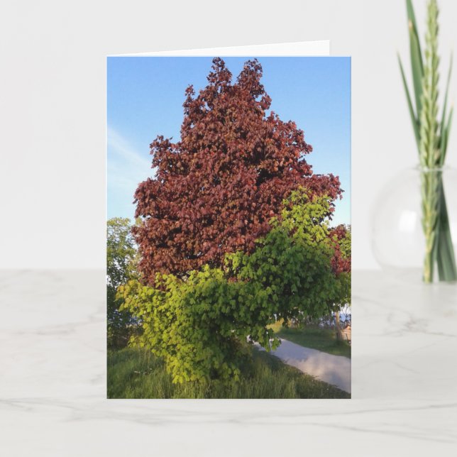 Cartão Árvore Com Duas Cores Diferentes Natureza Ímpar (Frente)