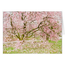 Cartão Árvore cor-de-rosa da magnólia