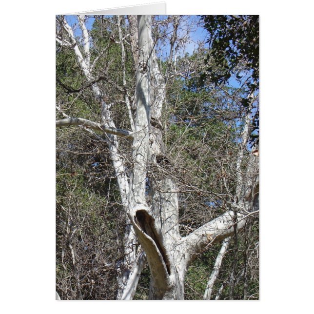 Cartão Árvore da angra de Malibu (Frente)