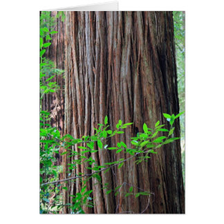 Cartão Árvore da sequóia vermelha