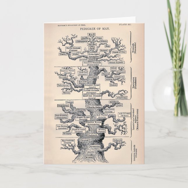 Cartão Árvore Da Vida / Pedigree Of Man (Frente)
