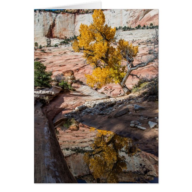Cartão Árvore De Algodão Em Cores De Queda (Frente)