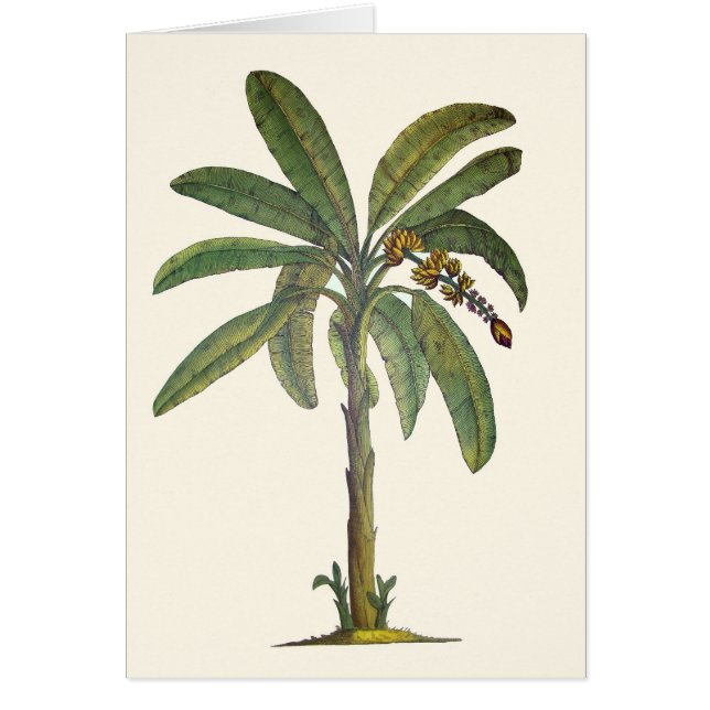 Cartão Árvore de banana botânica (Frente)