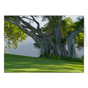 Cartão Árvore de Banyan, vale de Manoa, Honolulu, Hawai'i