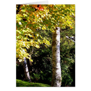 Cartão Árvore de Birch