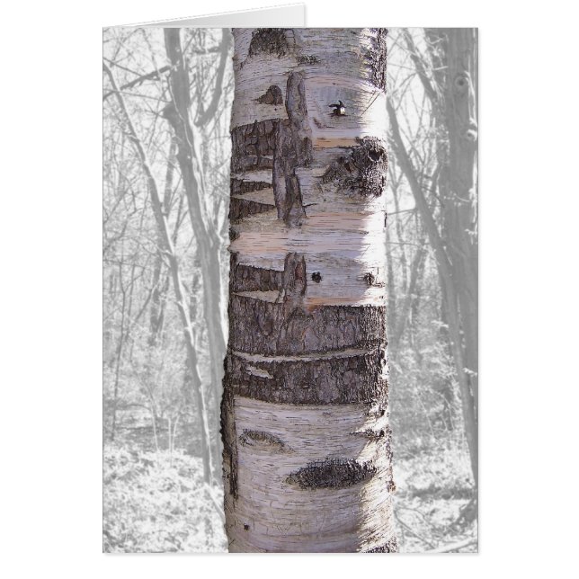 Cartão Árvore de Birch (Frente)