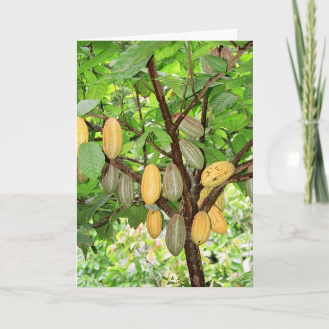Cartão Árvore de cacau (Frente)
