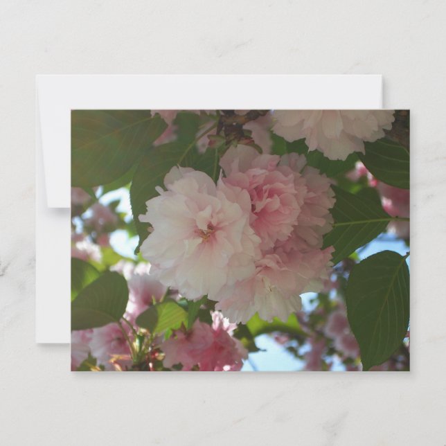 Cartão Árvore de cereja I Primavera Floral com duas flore (Frente)