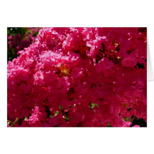 Cartão Árvore de Crape Myrtle Flor Magenta
