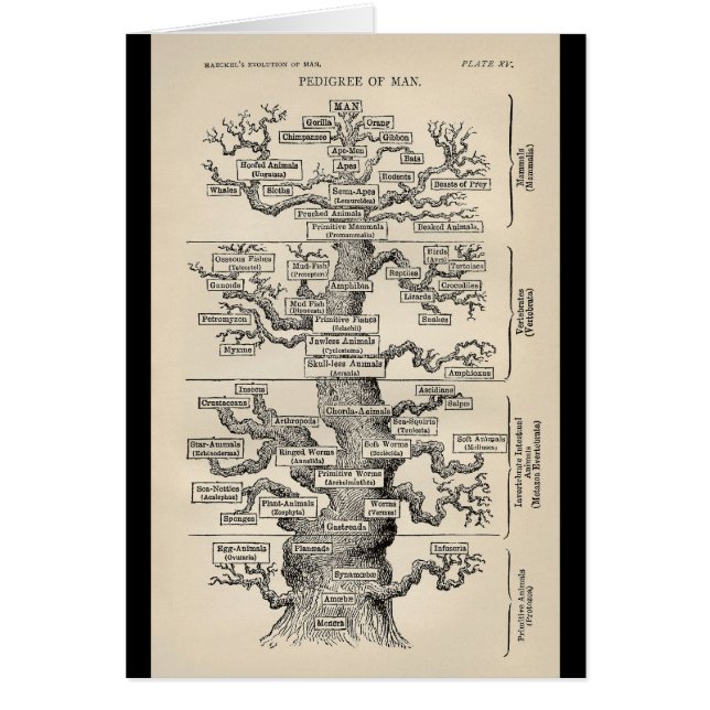 Cartão Árvore de Ernst Haeckel a "de vida " (Frente)