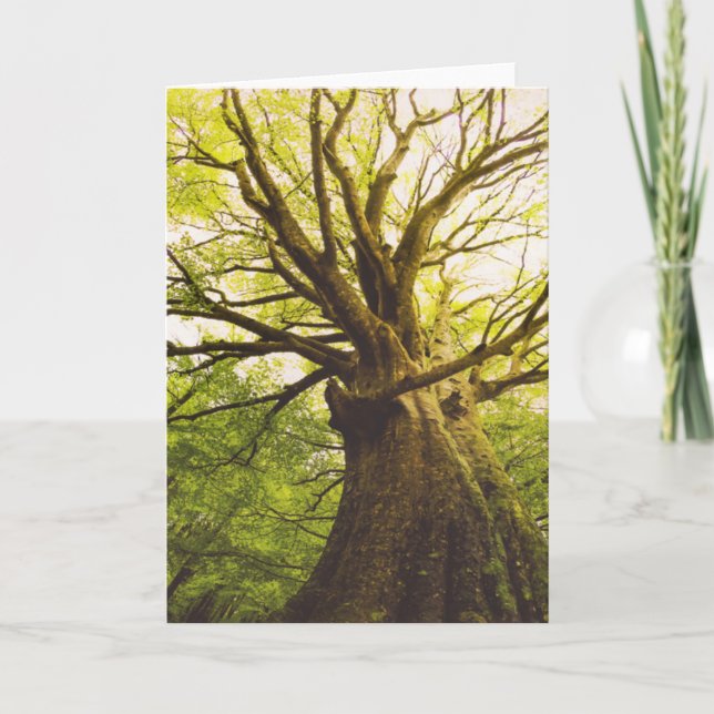 Cartão Árvore de faia bonita (Frente)