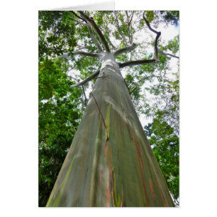 Cartão Árvore de goma de Mindanao