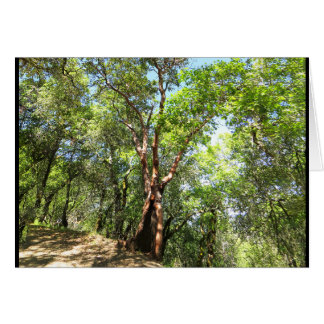 Cartão Árvore de Madrone na fuga de montanha de Sonoma
