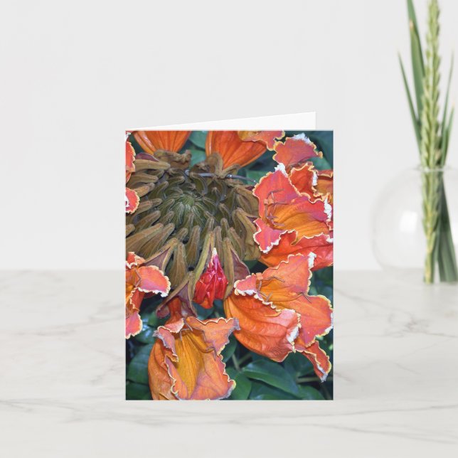 Cartão Árvore de tulipa africana Notecard (Frente)