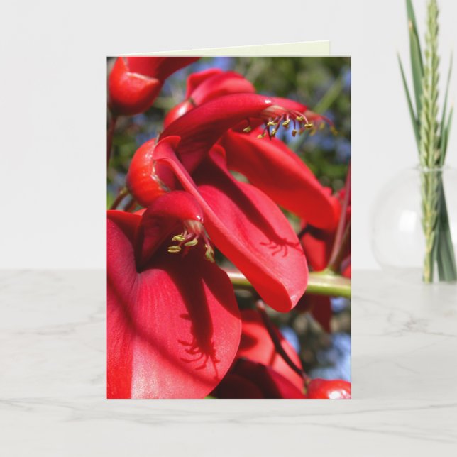 Cartão Árvore do Cockspur Coral (Frente)