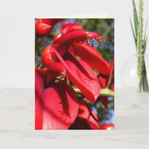 Árvore do Cockspur Coral