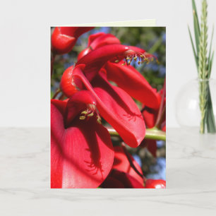 Cartão Árvore do Cockspur Coral