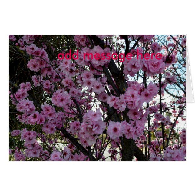 Cartão Árvore do Flor de Primavera rosa, (Frente Horizontal)
