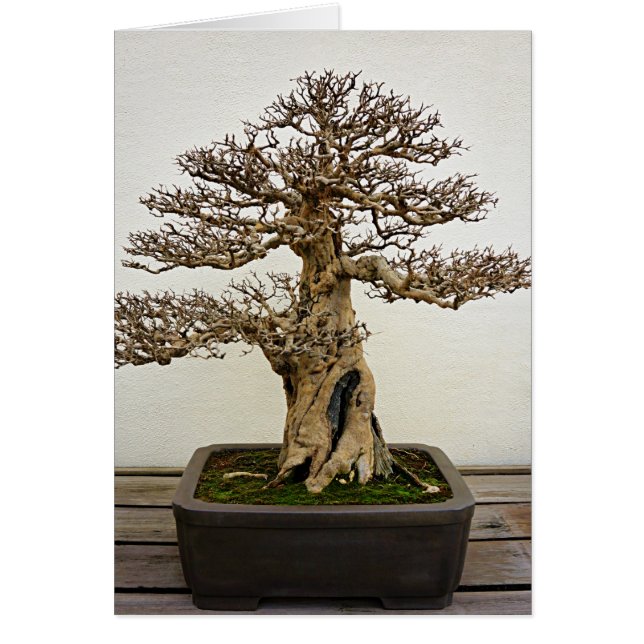 Cartão Árvore dos bonsais da romã (Frente)