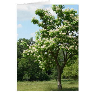 Cartão Árvore em Bloom de Cheio