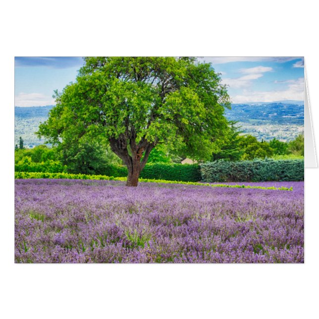Cartão Árvore em Campo de Lavanda, França (Frente Horizontal)