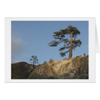 Cartão Árvore em Ridge ao leste da tomada do lago Kibbie