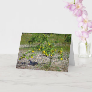 Cartão Árvore laranja mandarina