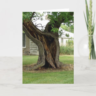 Cartão Árvore oca