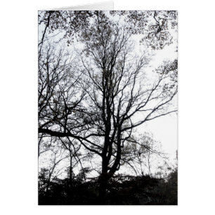 Cartão Árvore quase estéril atrasada B&W do outono do