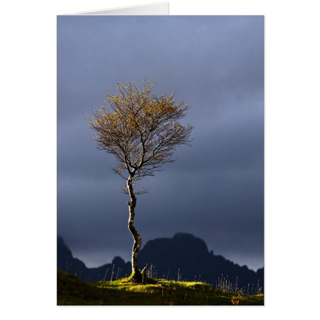 Cartão Árvore Solitária Capturada em Sol (Frente)