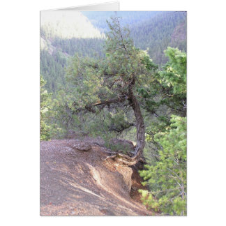 Cartão Árvore torta