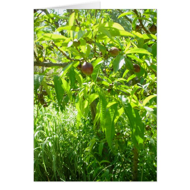 Cartão Árvores #6 (Frente)