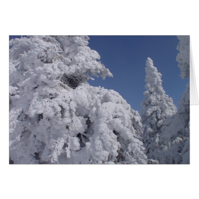 Cartão Árvores coníferas revestidas de neve (Frente Horizontal)