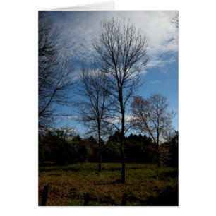 Cartão Árvores de Blank_Ontario