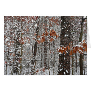 Cartão Árvores de carvalho cobertas por neve Fotografia d