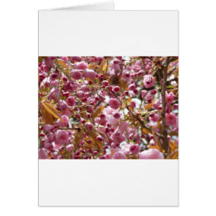 Cartão Árvores de Cereja Japonesas
