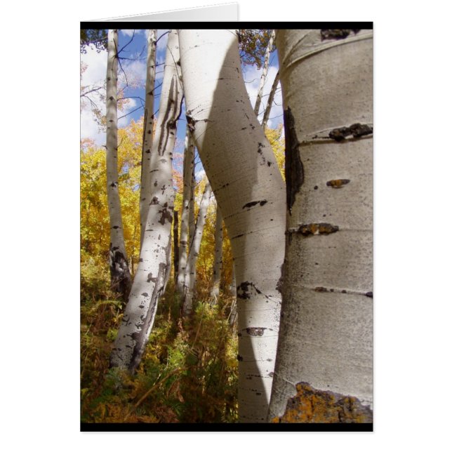 Cartão árvores no buraco de jaqueta (Frente)