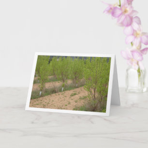 Cartão Árvores Persimmon na Primavera Card