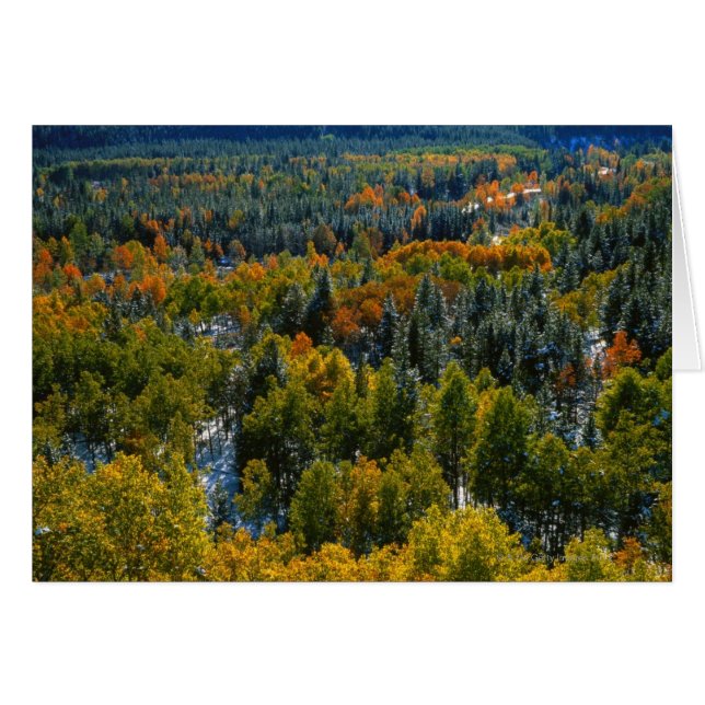 Cartão Árvores Poplar e Spruce (Frente Horizontal)