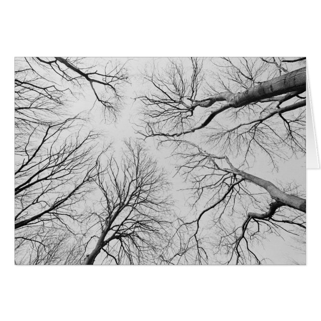 Cartão Árvores sem folhas na madeira de Thiepval (Frente Horizontal)