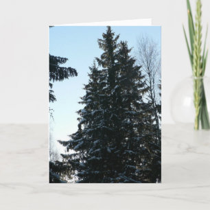 Cartão Árvores Spruce na floresta