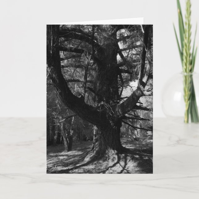 Cartão Árvores, UC Santa Cruz, 1963 (Frente)