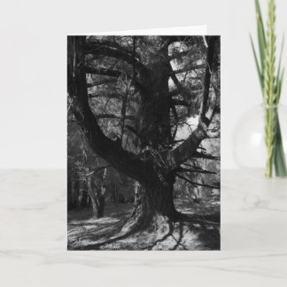 Cartão Árvores, UC Santa Cruz, 1963