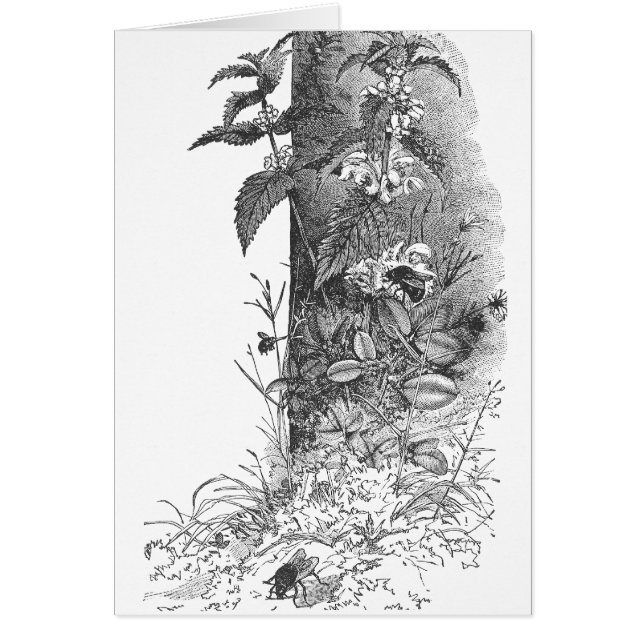 Cartão As abelhas freqüentam a hortelã de florescência (Frente)