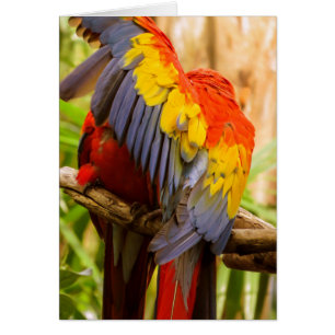 Cartão As peças não incomodam! Scarlet Macaw