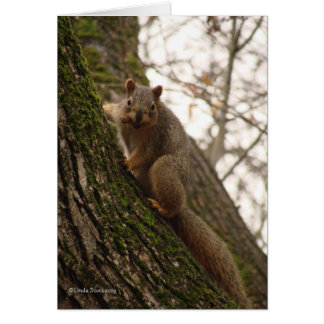 Cartão Às vezes você sente como uma porca!